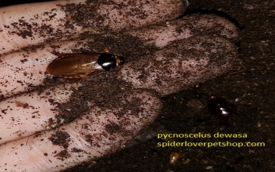 Pycnoscelus roach Baby Pakan Mantis / Pakan Kadal / Pakan Reptil